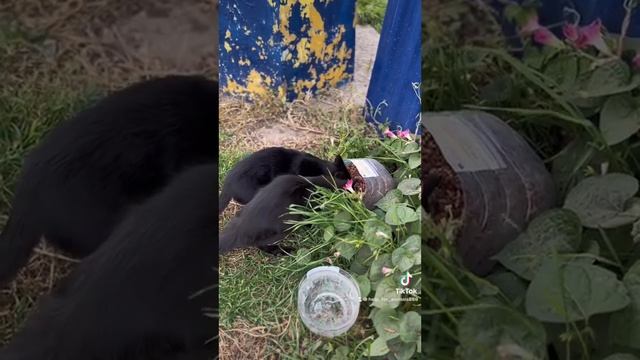 Спасение бездомных животных. Помощь и кормление бездомных животных.