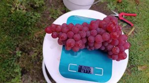 23-09.16 Виноград Ванесса