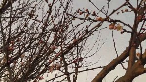 Весна пришла У нас зацвел абрикос и замерз Абрикосовые морозы