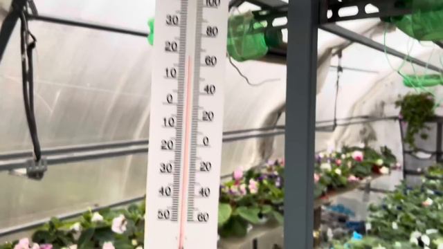 Глоксинии, цветение 1 декабря смотреть онлайн