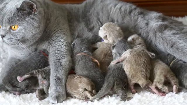 Британские котята в возрасте 5 дней (Litter- E3)