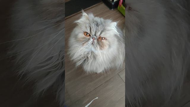 Persian cat Ponchik/ Персидский кот Пончик нахулиганил