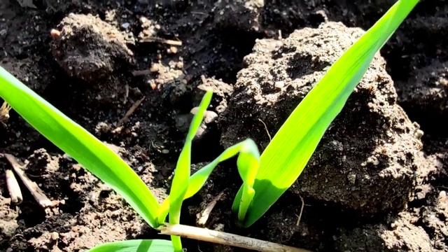 Сбор грибов весной в Кыргызстане. Природа Кыргызстана весной ??