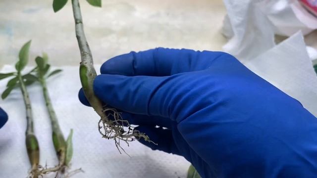 Вместе веселее??Сращиваю адешки #76 смотреть онлайн