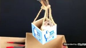 испытание для хомяков 4,¡!!!!!!¡¡!!!!!!!!!!!!🙀😿