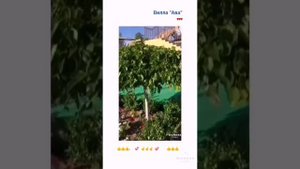 Вилла "Ава" г. Феодосия🌹 Крым❤️