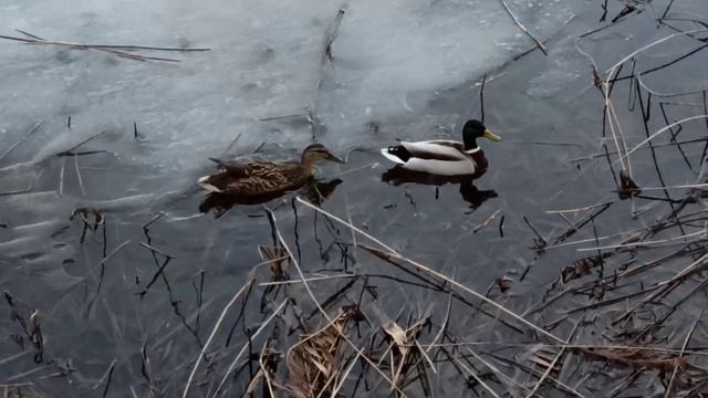 Немного весенней милоты на Мещерском озере