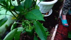 ТЕПЛИЦА НА ДАЧЕ И КАК ВЫРАЩИВАТЬ ОГУРЦЫ ЛЕТОМ