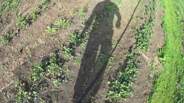 Система автополива для клубники дождеванием. Переходим с капельного полива на дождевание. смотреть онлайн