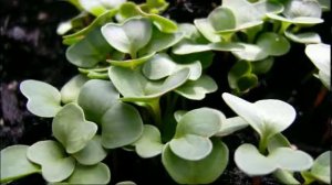 посев семян флоксов на рассаду seeding phlox seedlings