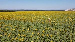 Донские подсолнухи, Ростовская область