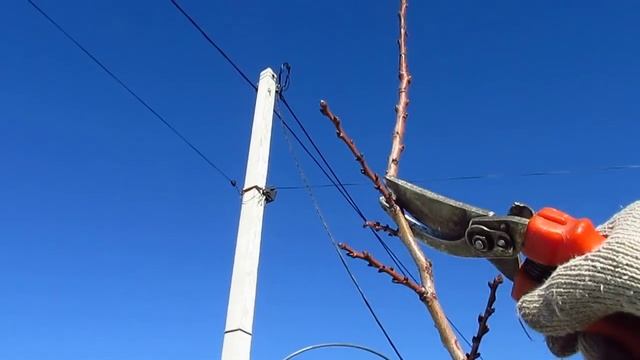 АБРИКОС. Обрезка абрикоса.