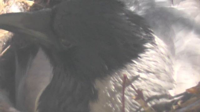 16й день - 01.05.2017: Стандартный режим наблюдения Гнезда - крупняком - 80 кратный зум смотреть онлайн