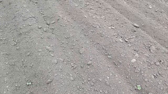 Настурция низкорослая 2019 смотреть онлайн