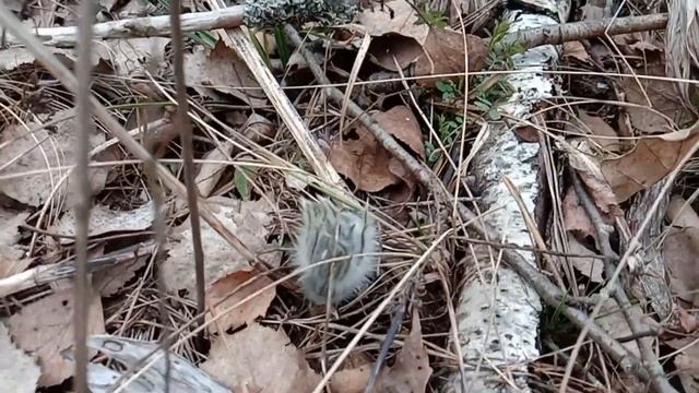 Сон-трава (прострел) в марте смотреть онлайн