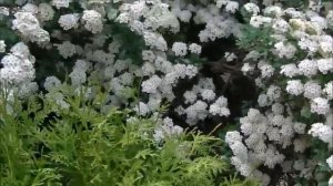 Спирея Ван Гута