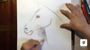 Как нарисовать лошадь