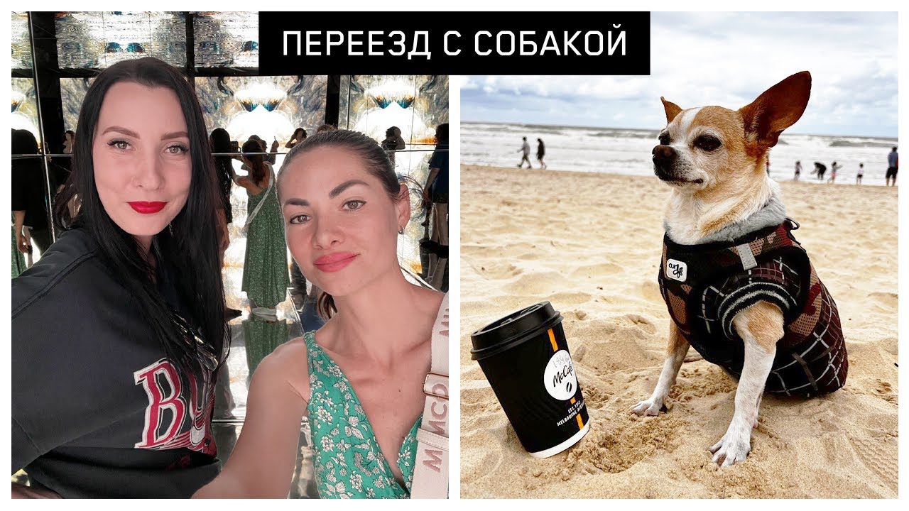 Все это нужно чтобы ПЕРЕВЕЗТИ СОБАКУ в Австралию? Личный опыт через Кипр и подводные камни