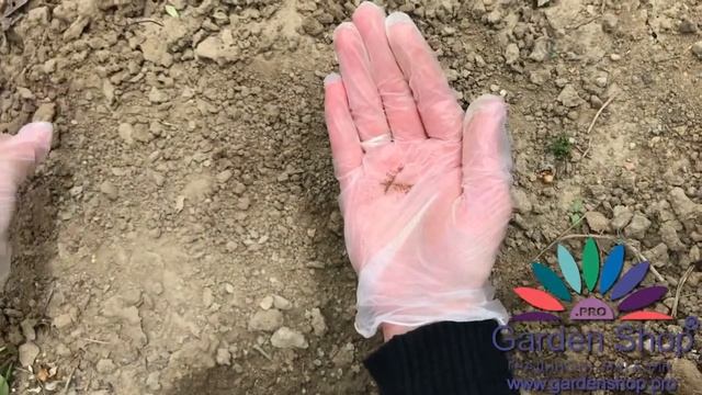 Как изглеждат семена на дигиталис (Напръстник) Digitalis purpurea смотреть онлайн