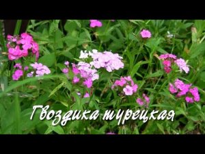 Гвоздика турецкая.  Дачные картинки.