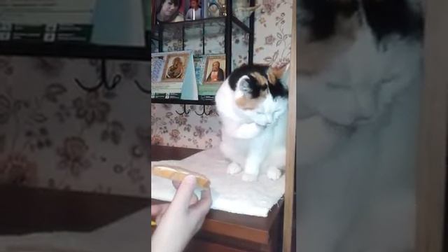 Кошка ест масло смотреть онлайн