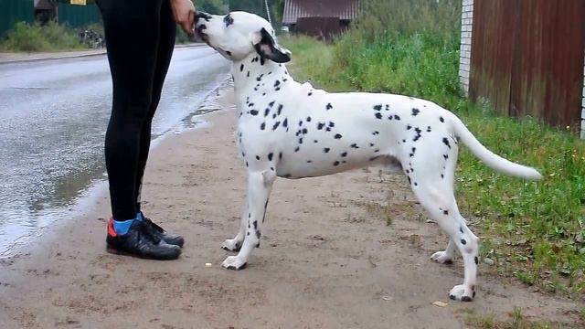 JASPUTYN aus dem Haus PUNCTUM Vic LUA N/hu