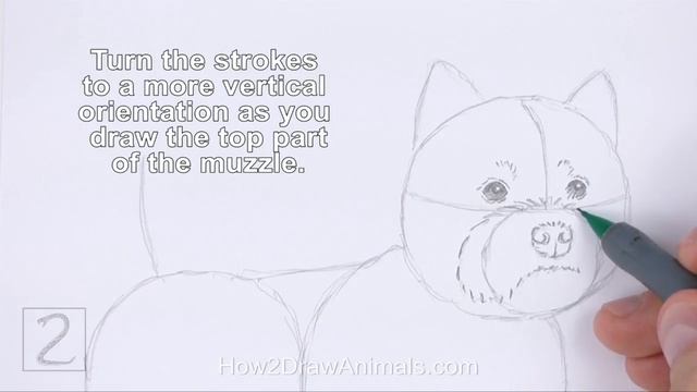 How to Draw a Dog (West Highland White Terrier/ Westie) смотреть онлайн