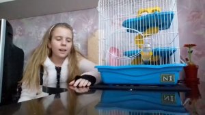 Все о содержании Сирийского хомяка???