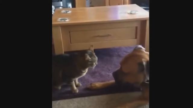 мастерская смеха. приколы с котиками #3 смотреть онлайн