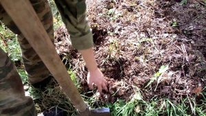 Урожай КАРТОФЕЛЯ под разными видами МУЛЬЧИ и БЕЗ НЕЁ