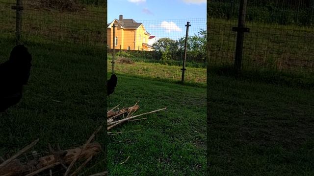 Амераукана. Расписной петушок смотреть онлайн