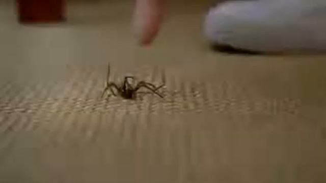 Вот почему мы боимся пауков Реклама Ментос смотреть онлайн