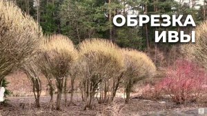 Обрезка ивы | Твой Сад