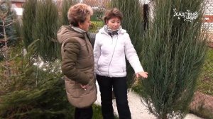 Живая изгородь из хвойных Можжевельник скальный