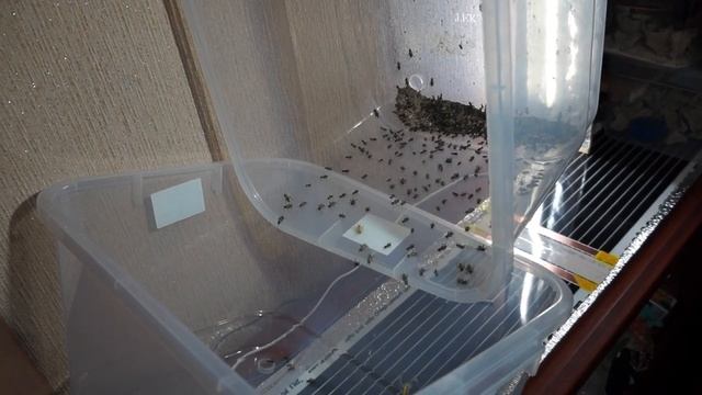 Чистка емкостей с мелкими сверчками