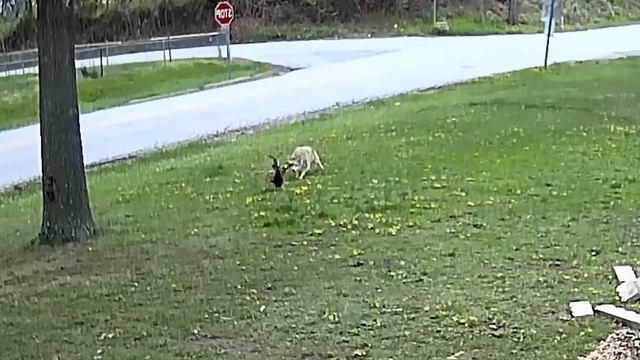 Сражение Дикого Кота с Нутрией / Случаи с Животными Снятые На Камеру смотреть онлайн