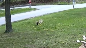 Сражение Дикого Кота с Нутрией / Случаи с Животными Снятые На Камеру