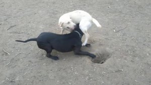 Питбуль против волка