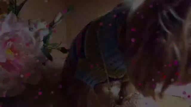 Что нужно для появления щенка в доме???|Советы собачникам смотреть онлайн