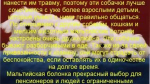 мальтийская болонка описание породы содержание и уход