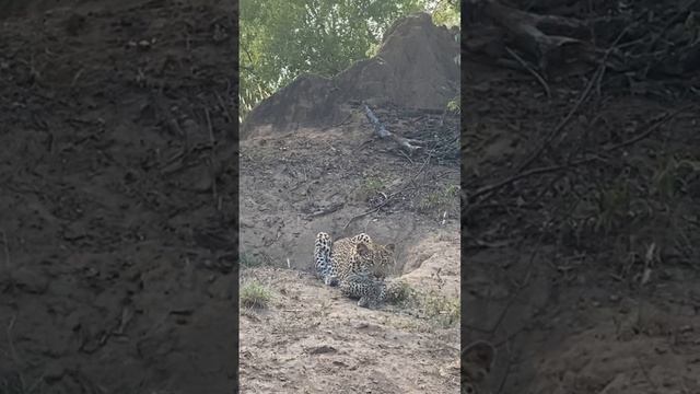 Elusive leopard.🐆 #leopard #wildlife #nature #safari