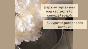 Отпаривание стабилизированных цветов (гортензия)