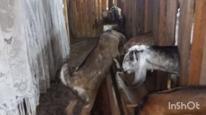 Новый обогреватель в козлятнике. Планы на ближайшие дни!