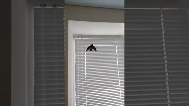 Стриж в домашних условиях смотреть онлайн