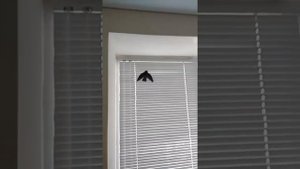 Стриж в домашних условиях