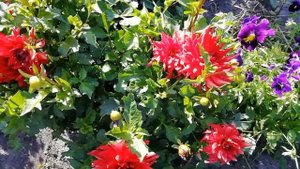 Мои низкорослые георгины.