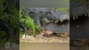 ПОПРОБУЙ СЪЕШЬ