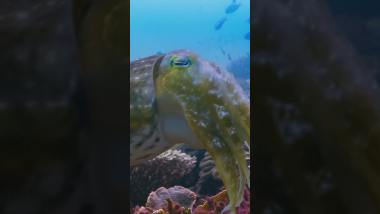 Каракатица охотится на краба смотреть онлайн