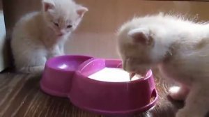 Невероятно смешное видео про котят