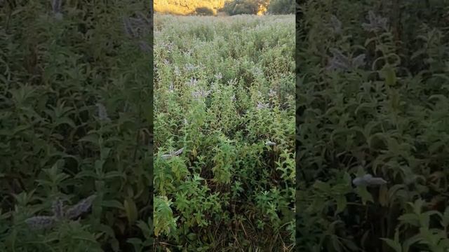 Рыбалка на спиннинг. Щука на неогруженную резину в сентябре. смотреть онлайн